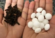 Misturei 2 produtos que tinha no armário e acabei com baratas e formigas da minha casa