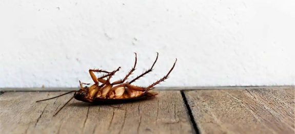 10-cheiros-para-espantar-baratas-da-sua-casa-sem-gastar-dinheiro