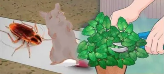 Coloque esta planta na sua casa e logo todos os ratos e baratas vão desaparecer!