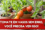Como-plantar-tomate-em-vaso-e-te-lo-sempre-fresquinho-na-sua-casa-ou-apartamento