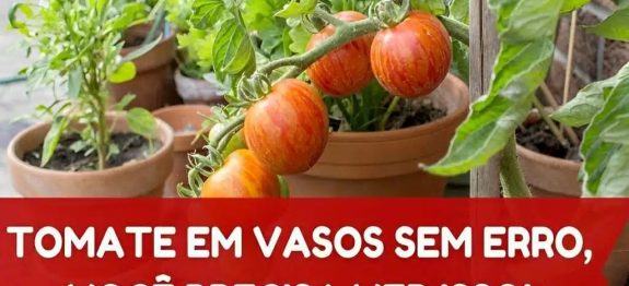 Como-plantar-tomate-em-vaso-e-te-lo-sempre-fresquinho-na-sua-casa-ou-apartamento