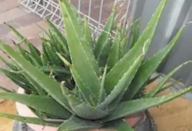 Screenshot at Apr 15 18-12-33