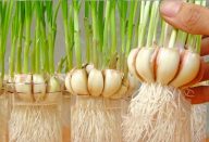 Aprendi-a-plantar-alho-em-casa-e-agora-não-compro-mais-É-MUITO-FÁCIL