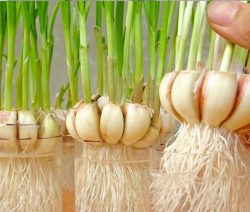 Aprendi-a-plantar-alho-em-casa-e-agora-não-compro-mais-É-MUITO-FÁCIL