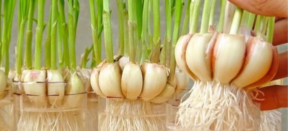 Aprendi-a-plantar-alho-em-casa-e-agora-não-compro-mais-É-MUITO-FÁCIL