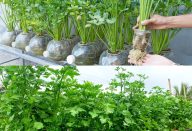 Coentro na garrafa pet, gente eu não acreditei até que eu mesma fiz, todo dia uso fresquinho