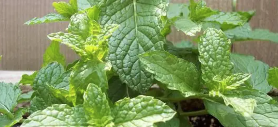 Screenshot at Aug 19 18-16-14