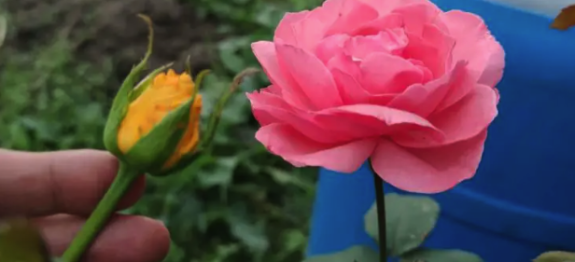 Screenshot at Aug 26 15-50-56