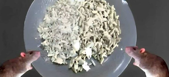 como-acabar-com-ratos-com-apenas-2-ingredientes-17-0811.jpg