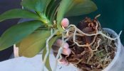 orquidea1