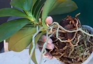 orquidea1