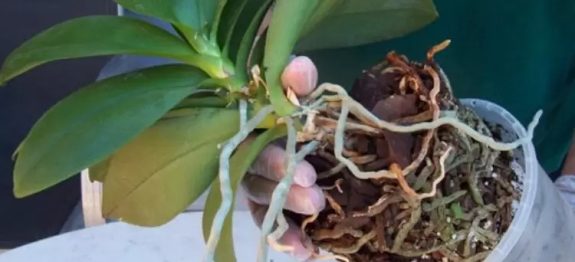 orquidea1