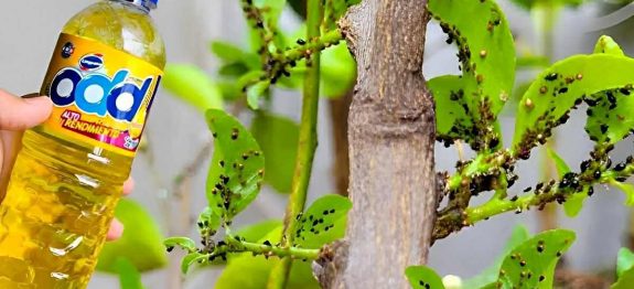 como-eliminar-pragas-das-plantas-26-0911.jpg