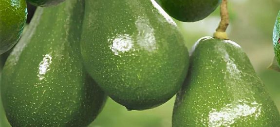 como-plantar-abacate-em-vaso-11-0911.jpg