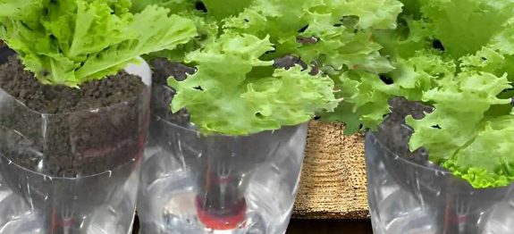como-plantar-alface-01-0911.jpg