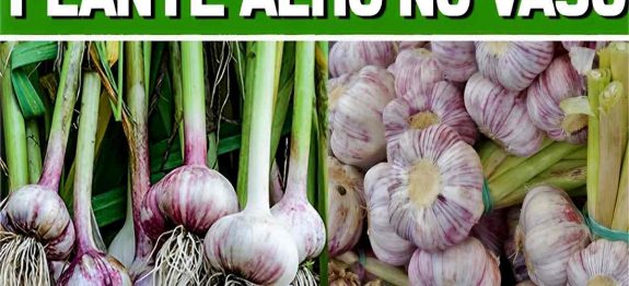 como-plantar-alho-em-vaso-29-0811.jpg