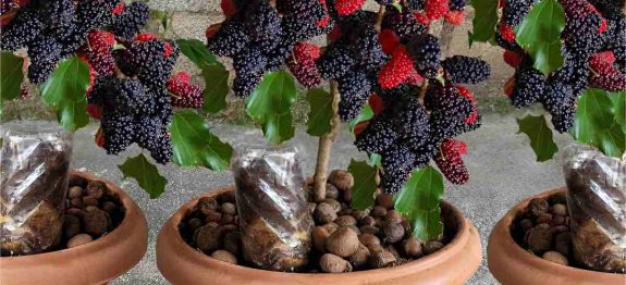 como-plantar-amora-em-vaso-30-0811.jpg