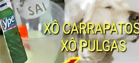 receita-para-acabar-com-pulgas-e-carrapatos-20-0911.jpg