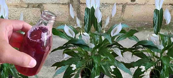 solucao-caseira-para-flores-12-0911.jpg