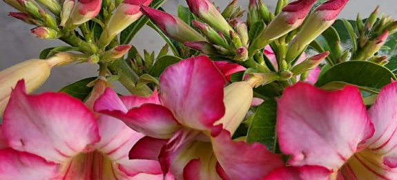 adubo-caseiro-para-rosa-do-deserto-19-10.jpg
