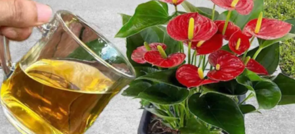 agua-para-plantas.png