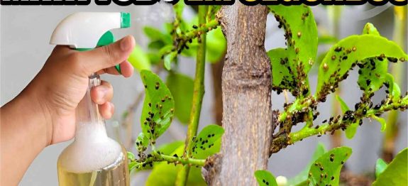 como-acabar-com-as-pragas-das-plantas-17-10.jpg