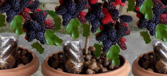 como-plantar-amora-27-10.jpg