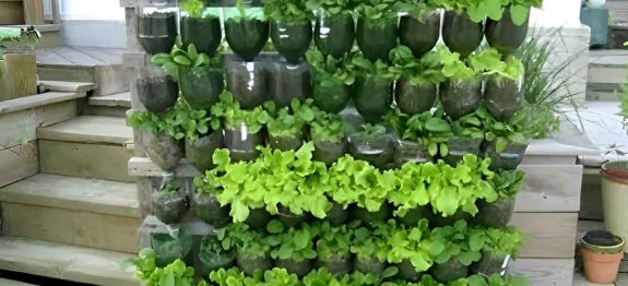 como-plantar-hortalica-em-garrafa-pet-14-10.jpg