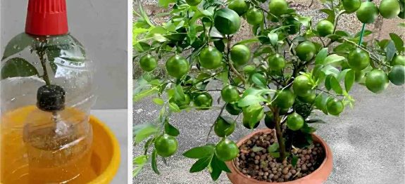 como-plantar-limao-no-vaso-09-1011.jpg
