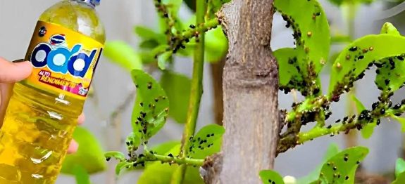 dica-caseira-para-eliminar-pragas-das-plantas-26-10.jpg