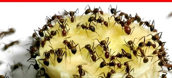 dica-para-eliminar-formigas-24-10.jpg
