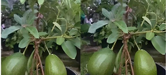 como-plantar-abacate-em-vaso-03-11.jpg