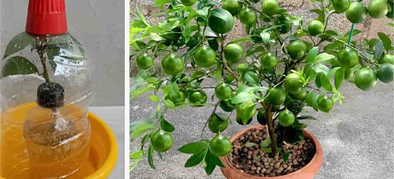 como-plantar-limao-no-vaso-06-0911.jpg