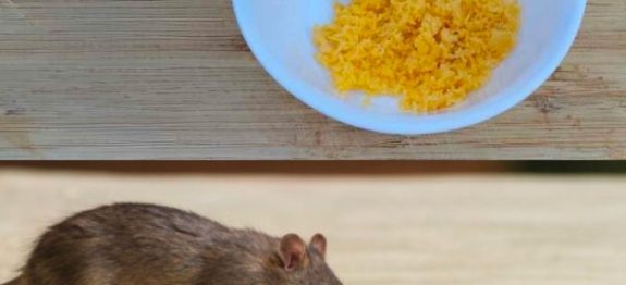 Basta-combinar-esses-dois-ingredientes-para-manter-os-ratos-e-as-baratas-longe-de-sua-casa-610×300-1.jpeg