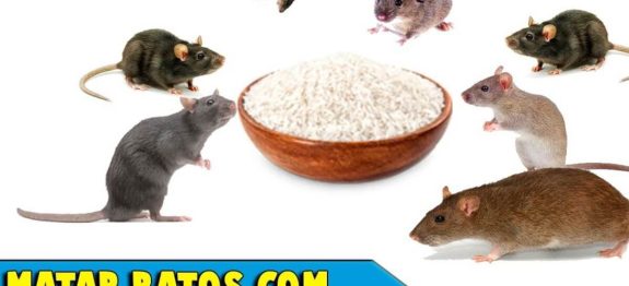 Como acabar com os ratos usando apenas 1 ingrediente simples e barato ...