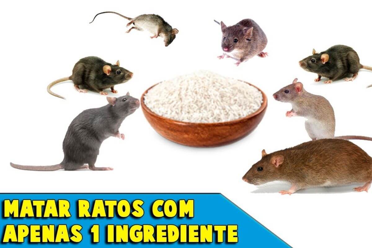 Como acabar com os ratos usando apenas 1 ingrediente simples e barato ...