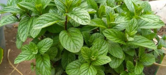Depois-que-aprendi-a-cultivar-hortela-tao-facil-assim-agora-tenho-sempre-fresquinho-610×300-1.jpeg