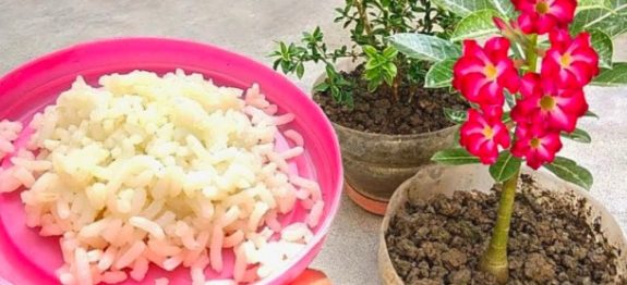 Nao-jogue-fora-vale-ouro-para-as-plantas-voce-vai-ver-como-elas-vao-crescer-visivelmente-610×300-1.jpeg