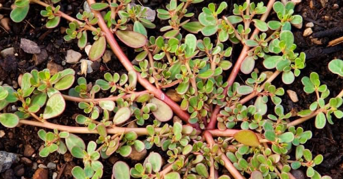 Esta-e-uma-das-plantas-que-crescem-sozinha-no-quintal-da-casa.png