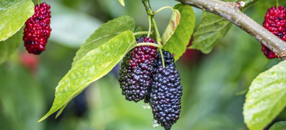 cha-de-amora-cura-pela-natureza.png