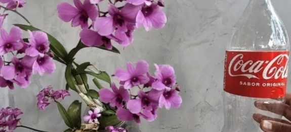 Com-o-metodo-da-garrafa-a-orquidea-dura-a-vida-toda-a-tatica-de-todo-jardineiro.jpeg