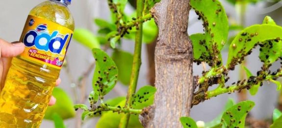 como-eliminar-pragas-das-plantas.jpg