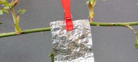 Pendure-papel-aluminio-em-um-galho.jpg